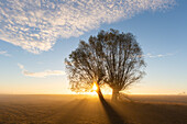  White willow, Salix alba, willows at sunrise, Lower Saxony, Germany 