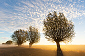  White willow, Salix alba, willows at sunrise, Lower Saxony, Germany 