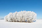  White willow, Salix alba, willows in winter, Mecklenburg-Western Pomerania, Germany 