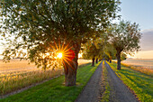  White willow, Salix alba, avenue at sunrise, Skane, Sweden 