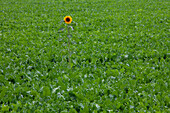  Sunflower, Helianthus annuus, flower, Schleswig-Holstein, Germany 