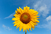  Sunflower, Helianthus annuus, flower, Schleswig-Holstein, Germany 