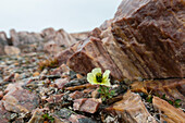  Svalbard poppy, Papaver dahlianum, blooming, Spitsbergen, Norway 