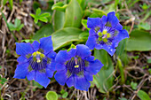  Stemless Gentian, Gentiana acaulis, flowers, Hohe Tauern National Park, Carinthia, Austria 