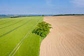  Pedunculate oak, Quercus robur, solitary oak, Mecklenburg-Western Pomerania, Germany 