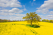  Pedunculate oak, Quercus robur, solitary oak in a rapeseed field, Schleswig-Holstein, Germany 