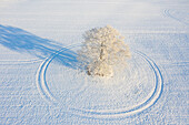 Stieleiche, Quercus robur, einzeln stehende Eiche im Schnee, Mecklenburg-Vorpommern, Deutschland