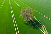  Pedunculate oak, Quercus robur, solitary oak in a field, Schleswig-Holstein, Germany 