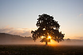  Pedunculate oak, Quercus robur, solitary oak in the morning mist, Skane, Sweden 