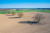  Pedunculate oak, Quercus robur, solitary oaks in a field, Mecklenburg-Western Pomerania, Germany 