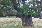 Stieleiche, Quercus robur, einzeln stehende Eiche, Herbst, Dänemark