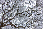  Pedunculate oak, Quercus robur, snow-covered branches, winter, Sweden 