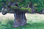  Pedunculate oak, Quercus robur, old tree, autumn, Denmark 