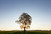  Pedunculate oak, Quercus robur, tree at sunrise, Schleswig-Holstein, Germany 