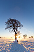  Pedunculate oak, Quercus robur, tree at sunrise, Lower Saxony, Germany 