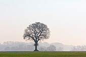  Pedunculate oak, Quercus robur, oak in the morning mist, Schleswig-Holstein, Germany 