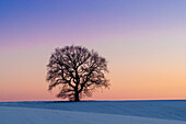  Pedunculate oak, Quercus robur, solitary oak at sunset, Mecklenburg-Western Pomerania, Germany 