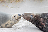  Grey seal, Halichoerus grypus, male and female during the rut on the beach, North Sea, Schleswig-Holstein, Germany 