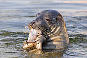  Grey seals, Halichoerus grypus, adult seal with fish, Schleswig-Holstein, Germany 