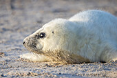 Kegelrobben, Halichoerus grypus, junge Robbe am Strand, Schleswig-Holstein, Deutschland