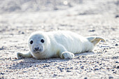  Grey seals, Halichoerus grypus, young seal on the beach, Schleswig-Holstein, Germany 