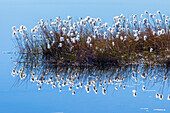 Scheuchzers Wollgras, Eriophorum latifolium, in einem Sumpf, Norwegen