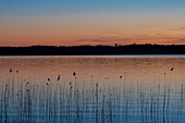  Common reed, Common reed, Phragmites communis, reed in the evening light, Schleswig-Holstein, Germany 