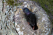 Star, Sturnus vulgaris, Star an der Nisthöhle, Frühjahr, Schleswig-Holstein, Deutschland