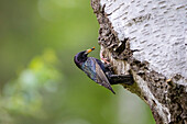 Star, Sturnus vulgaris, Star füttert an der Nisthöhle, Frühjahr, Schleswig-Holstein, Deutschland