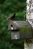  Starling, Sturnus vulgaris, adult bird at nest box, Schleswig-Holstein, Germany 