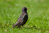  Starling, Sturnus vulgaris, adult bird in breeding plumage, spring, Schleswig-Holstein, Germany 