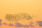  Starlings, Sturnus vulgaris, flock of starlings at sunset, Schleswig-Holstein, Germany 