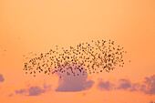  Starlings, Sturnus vulgaris, flock of starlings at sunrise, Schleswig-Holstein, Germany 