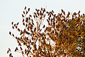  Starlings, Sturnus vulgaris, flock of starlings, Schleswig-Holstein, Germany 