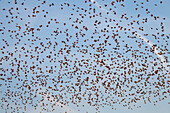  Starlings, Sturnus vulgaris, flock of starlings, Schleswig-Holstein, Germany 