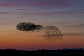  Starlings, Sturnus vulgaris, flock of starlings at sunset, Schleswig-Holstein, Germany 