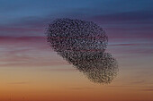  Starlings, Sturnus vulgaris, flock of starlings at sunset, Schleswig-Holstein, Germany 