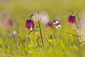  Checkered lily, Fritillaria meleagris, purple flower, Schleswig-Holstein, Germany 