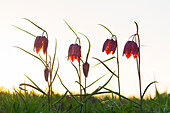  Checkered lily, Fritillaria meleagris, purple flower, Schleswig-Holstein, Germany 