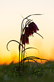  Checkered lily, Fritillaria meleagris, purple flower at sunrise, Schleswig-Holstein, Germany 