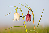  Checkered lily, Fritillaria meleagris, white and purple flowers, Schleswig-Holstein, Germany 