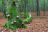 Buchenurwald Serrahn, UNESCO-Weltnaturerbe, Müritz Nationalpark, Mecklenburg-Vorpommern, Deutschland