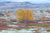  Sand birch, silver birch, white birch, Betula pendula, Betula alba, Betula verrucosa, birch in the fell, autumn, Rondane National Park, Dovre, Oppland, Norway 