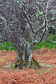  Silver birch, Weeping birch, White birch, Betula pendula, Betula alba, Betula verrucosa, rustic birch, Cairgorms, Scotland 