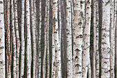  Silver birch, Betula pendula, Betula alba, Betula verrucosa, birch forest, tree trunks, Dalarna, Sweden 