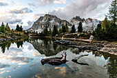  Small lake in the Dolomites with old branch - Italy - South Tyrol 