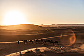  Camel driver with camels in the desert at sunset 