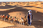  Camel driver with camels in the desert at sunset 