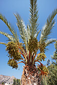 Close up view of a palm tree with dates. Crete, Greece.