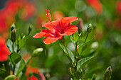  Nahaufnahme einer chinesischen Hibiskusblüte (Hibiscus rosa sinensis). Kreta, Griechenland. 